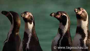 Welttag der Pinguine: "Die Eisbären unter den Vögeln"