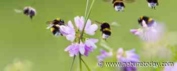 Nationale Bijentelling: bijen en tellers trotseren barre weersomstandigheden