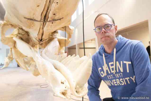 Visserijmuseum onthult 35 jaar na aanspoeling skelet van potvis Valentijn: “Resten die zo lang begraven waren museumklaar maken, dat is uniek”