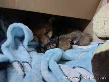 Sussex fox cub rescued after being trapped down a drain