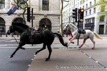 Injured Household Cavalry horses offered new home after rampaging through streets of London