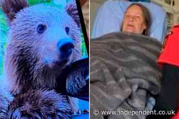 British tourist, 72, mauled by bear after rolling down car window to take photo with it