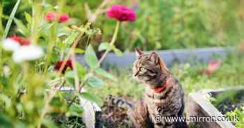 Planting four beautiful plants in garden will make cats 'flee'