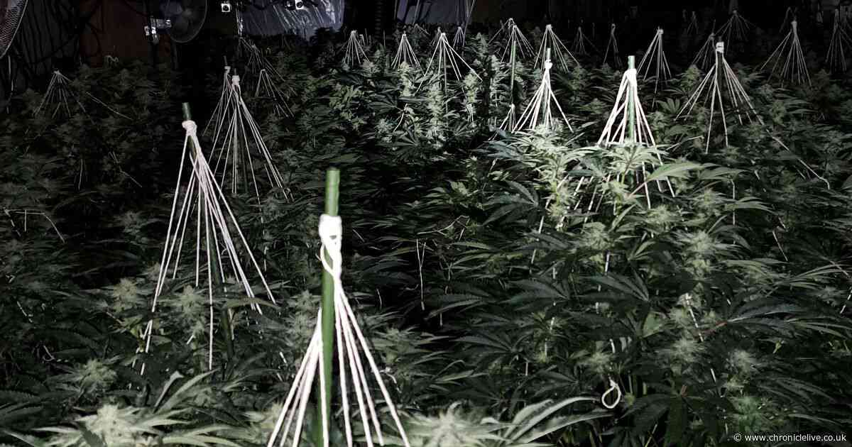 Huge cannabis farm worth £350,000 seized by police in Gateshead