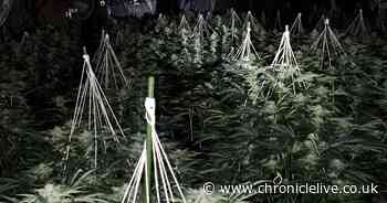 Huge cannabis farm worth £350,000 seized by police in Gateshead