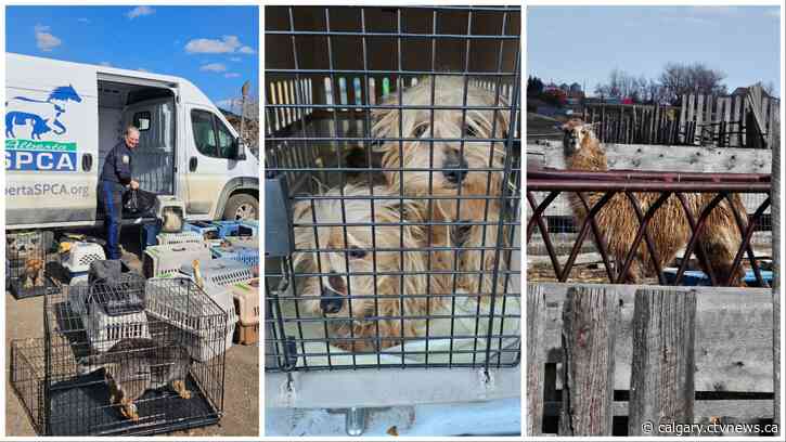82 animals seized from Alberta rural property during police investigation