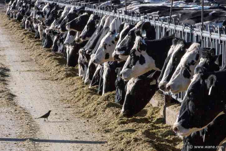 Increased testing for bird flu ordered in cows