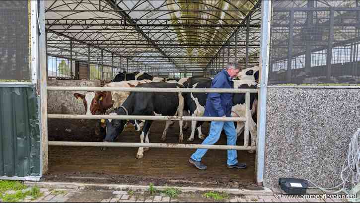 Flevoland - Flevolandse boeren dreigen met mestoverschotten te komen zitten