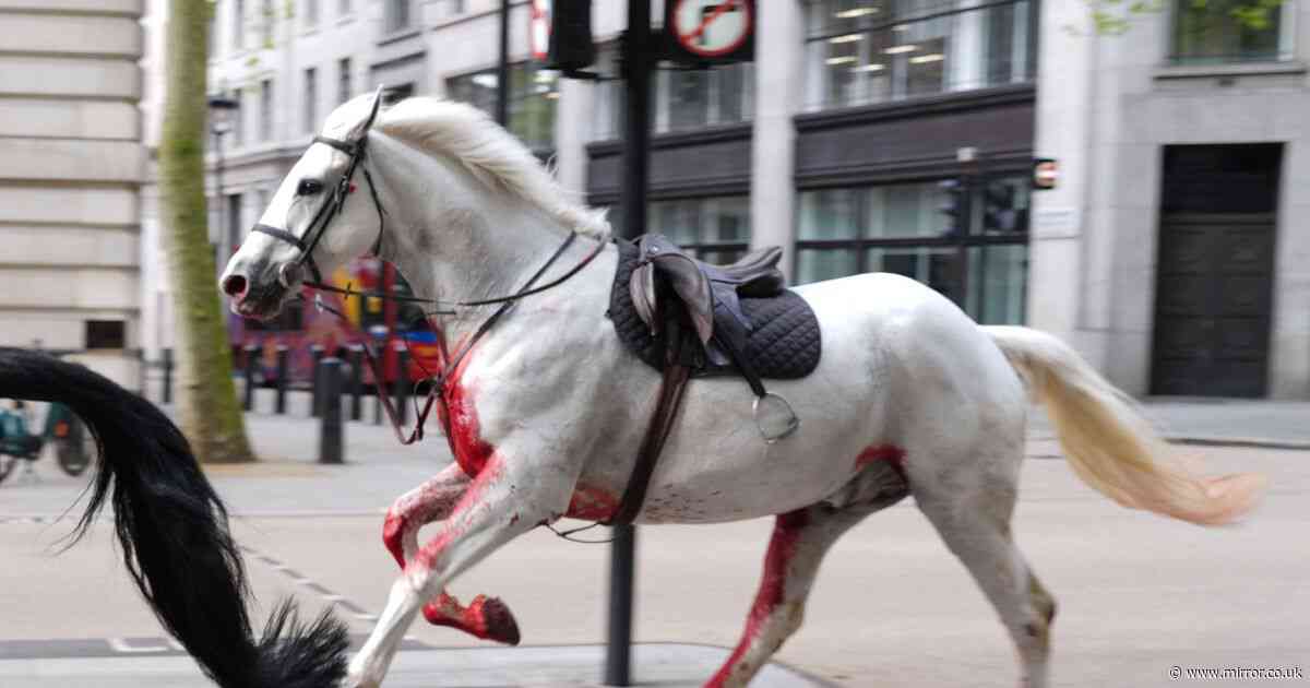 Tradition is no excuse for cruelty. The exploitation of horses by our military and police must stop