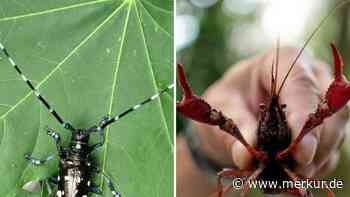 Käfer und Sumpfkrebs: Wie invasive Arten Bayerns Flora und Faune gefährden