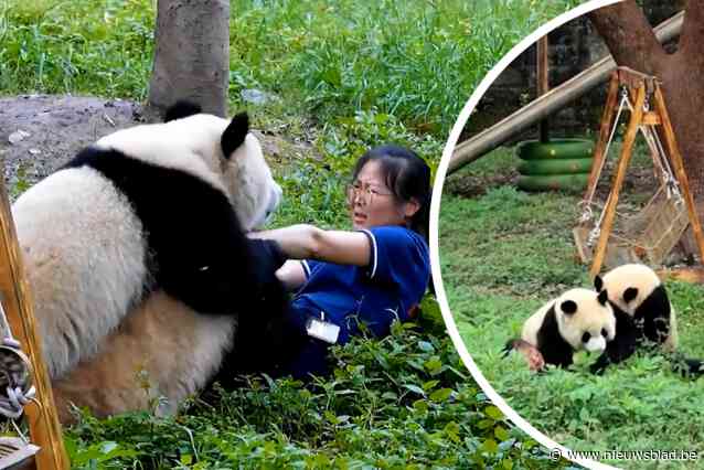 Bezoekers schreeuwen om hulp wanneer dierenverzorgster wordt aangevallen door panda’s