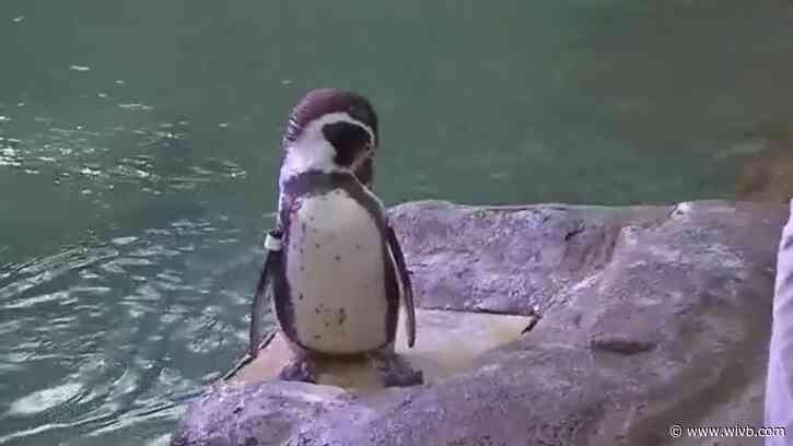 World Penguin Day at Aquarium of Niagara