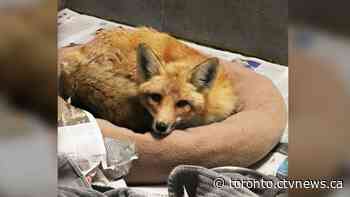 Fox saved with dog blood transfusion after found poisoned in North York