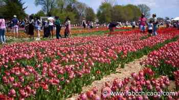 Some Illinois tulip farms will be in ‘full bloom' this weekend, but forecast calls for storms