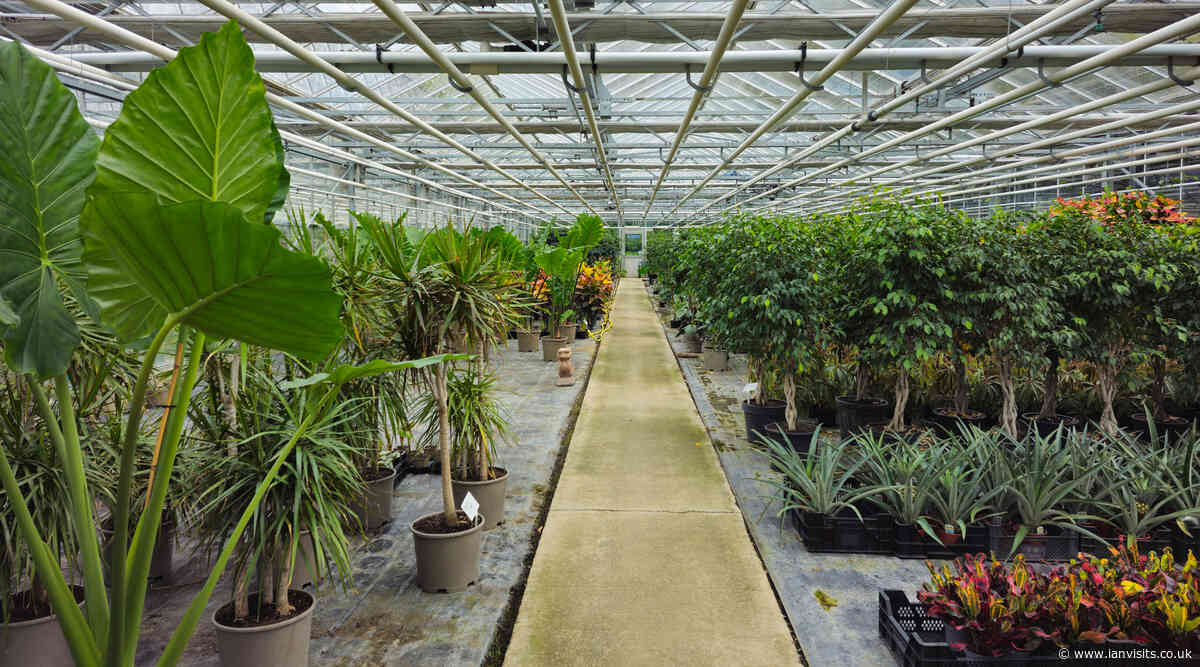 Inside the Royal Parks nursery: From organic innovations to scented surprises