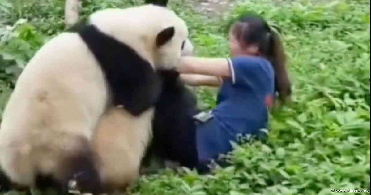 Shocking moment raging pandas attack zookeeper in China in front of horrified crowd