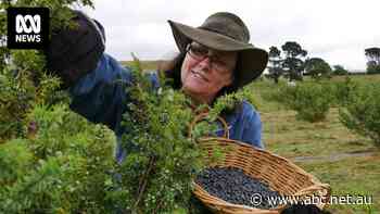 Australian-grown juniper berries could prove the perfect ingredient for local gin makers