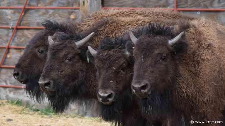 Bison moved from Yellowstone to Taos Pueblo