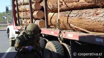 Desbaratan "emprendimiento criminal" vinculado al robo de madera en Collipulli