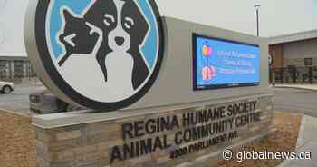 Regina Humane Society sends out urgent plea to adopt dogs