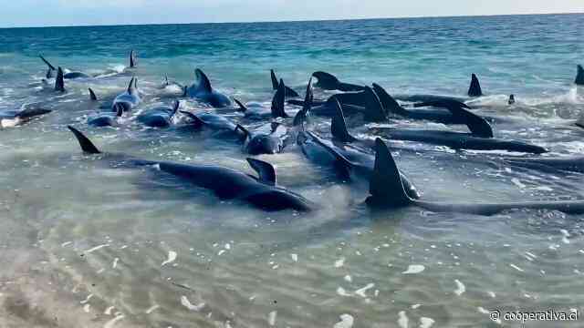 Tragedia en playa australiana: 160 ballenas quedaron varadas
