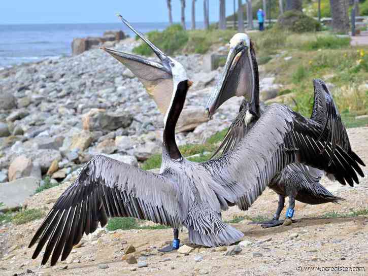 Pelican flies free in San Pedro following treatment for slashed pouch