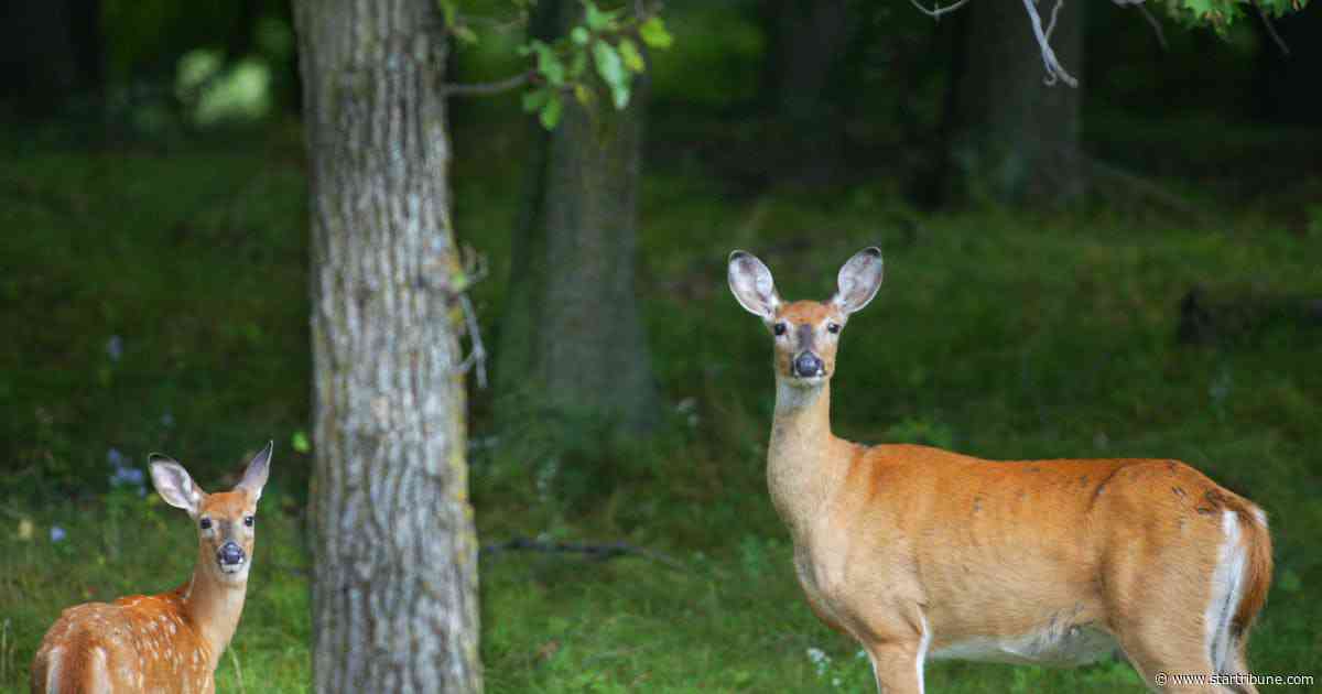 Rare and fatal brain disease in two deer hunters heightens concerns about CWD