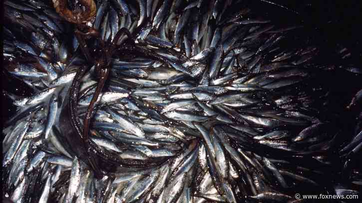Judge rules feds didn't properly implement plan to restore Pacific sardine population