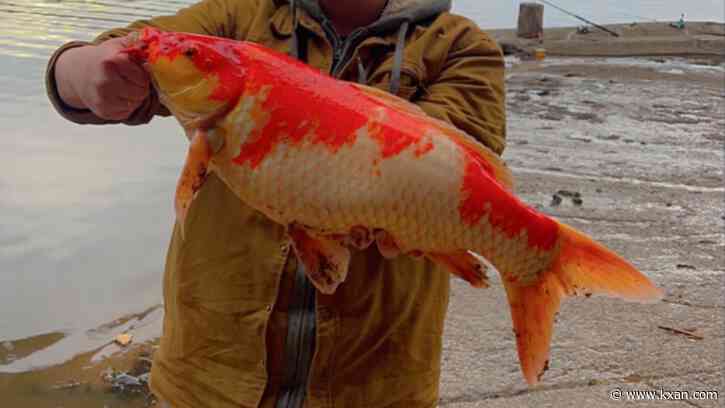 Reel surprise: Woman catches 30-pound koi fish in Lady Bird Lake