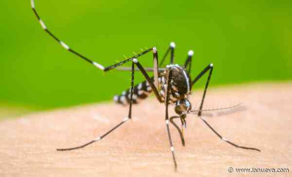 Preocupación en Coronel Suárez por la aparición del mosquito transmisor del dengue