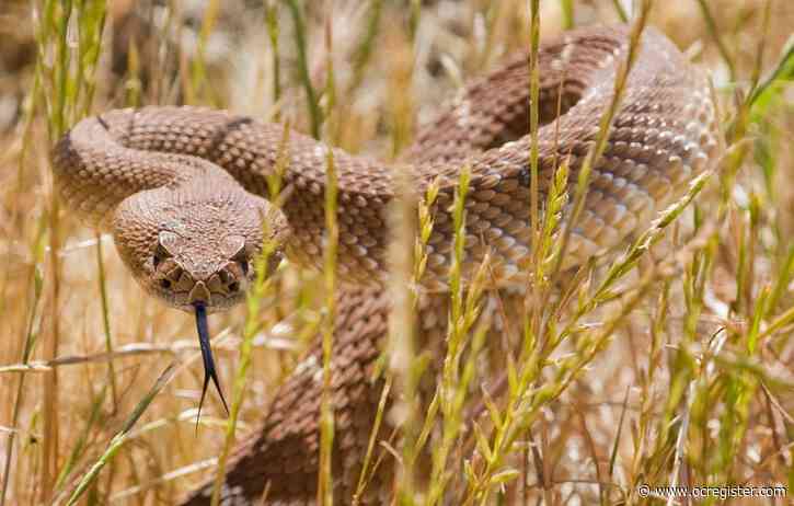 Rattlesnake season: Some tips to avoid getting bitten