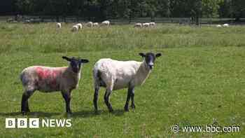 Five sheep killed in dog attack, police say