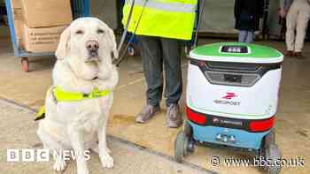 Guide dog and robot best friends after date