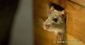 How to get rid of mice in your home as expert shares five super easy steps to follow