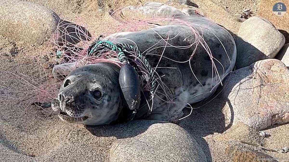 Heartbreaking moment young seal is found being suffocated by plastic waste it got tangled around its body while swimming off Connecticut coast