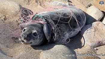 Heartbreaking moment young seal is found being suffocated by plastic waste it got tangled around its body while swimming off Connecticut coast