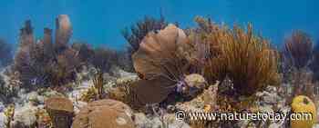 In beeld: Caribische koraalriffen toen en nu