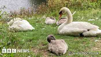 Swan dies after single shot to neck