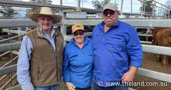 Dunedoo steer prices hold firm during monthly store sale