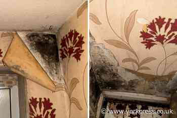 York woman says Clifton home plagued by mould for 14 years