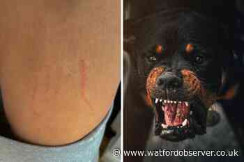 Watford dog owners warned after pet attacked twice in months