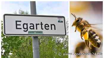 Sperrbezirk in Rosenheim: Hoch ansteckende Bienenseuche im Egarten ausgebrochen