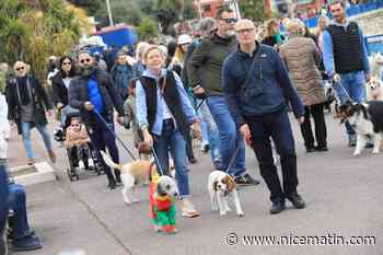 Pourquoi des animaux vont défiler ce dimanche sur la Promenade des Anglais à Nice?
