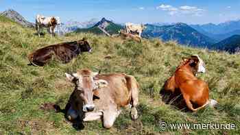 Gefahrloses Wandern in den Bergen: Fünf Tipps für Begegnungen mit Kühen