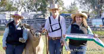 Murray Grey youth shine at annual stock show in Albury