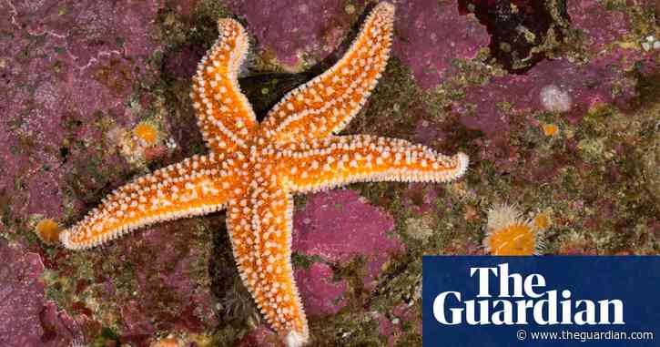 Country diary: Finally, my search for a starfish is over | Claire Stares