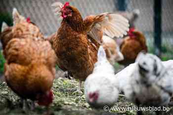 Lendelede beloont inwoners die kippen kopen