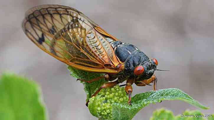 Cicada emergence brings trillions of insects above ground across US