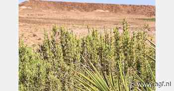 Marokkaanse teelt rozemarijn getroffen door droogte