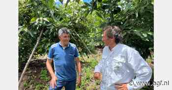 Komende weken meer grote maten Peruaanse avocado's laden